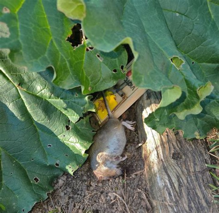 What do you do with a rat caught in a live trap?