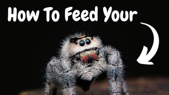 What do you feed tiny spiders?