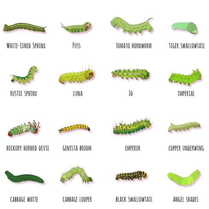 What does it mean when a caterpillar is curled up?