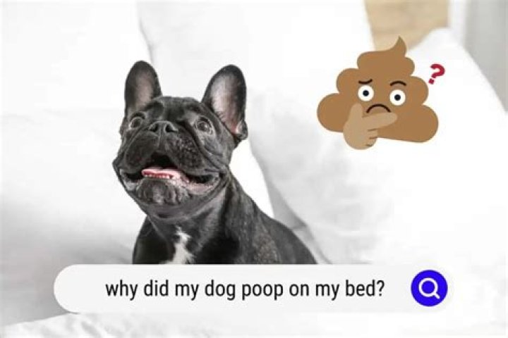 What does it mean when a dog poops on your bed?