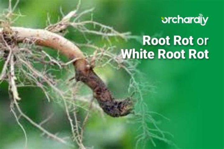 What does white root rot look like?