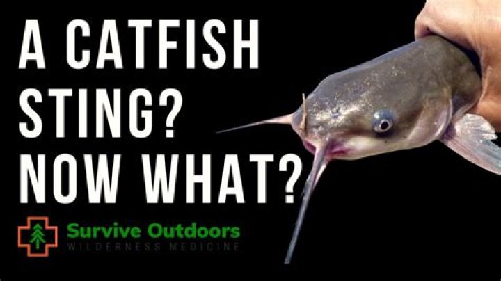 What happens if a catfish bites you?