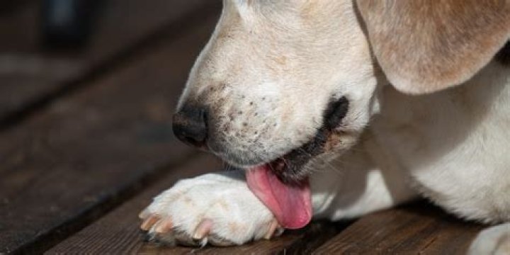 What happens if a dog licks beer?