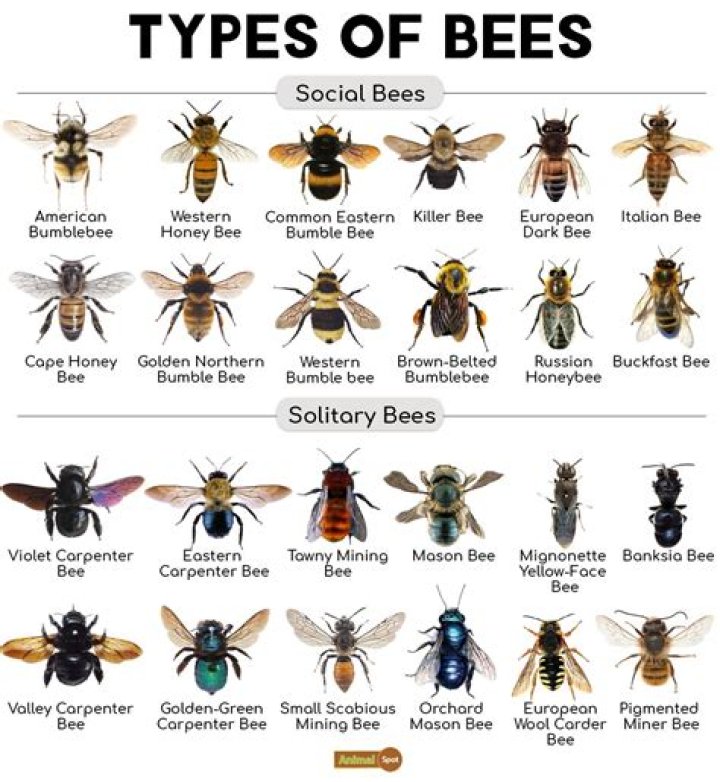 What is the most aggressive type of bee?