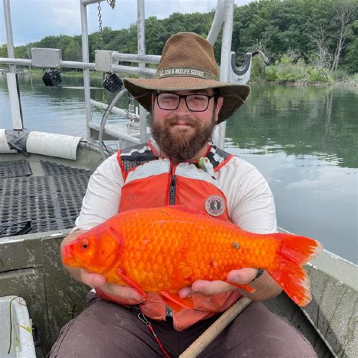 What is the most common fish in Lake Erie?