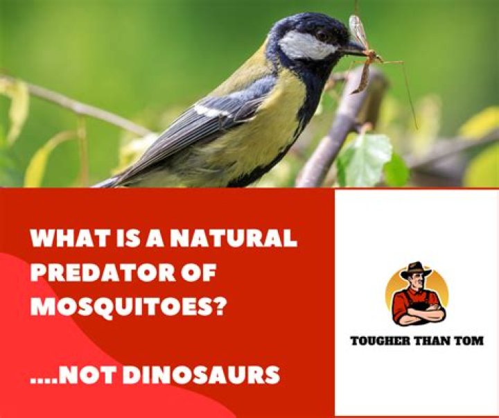 What is the natural predator of mosquitoes?