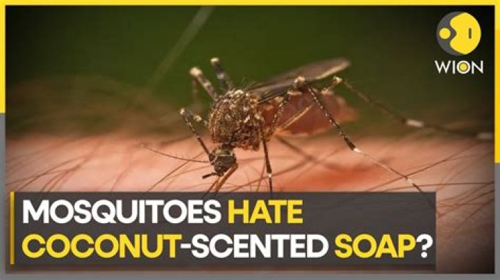 What smell kills mosquitoes?