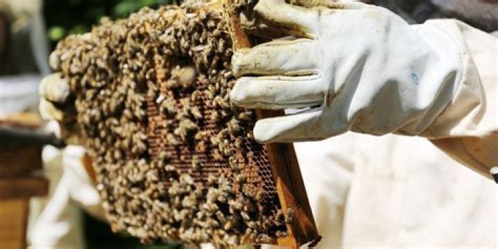 What state has the most bee keepers?