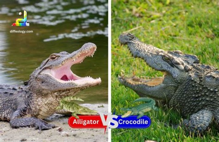 What's stronger a crocodile or a tiger?