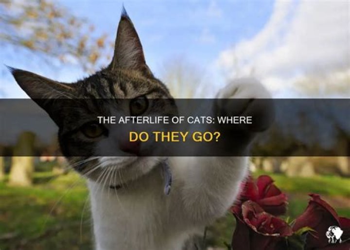 Where do cats go after death?