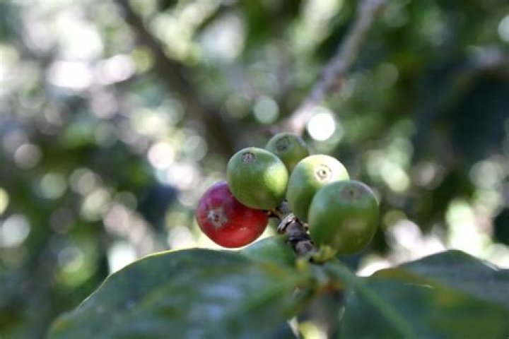 Where does Guatemala grow coffee?