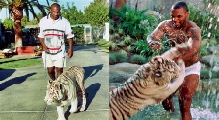 Where is Mike Tyson's tiger now?