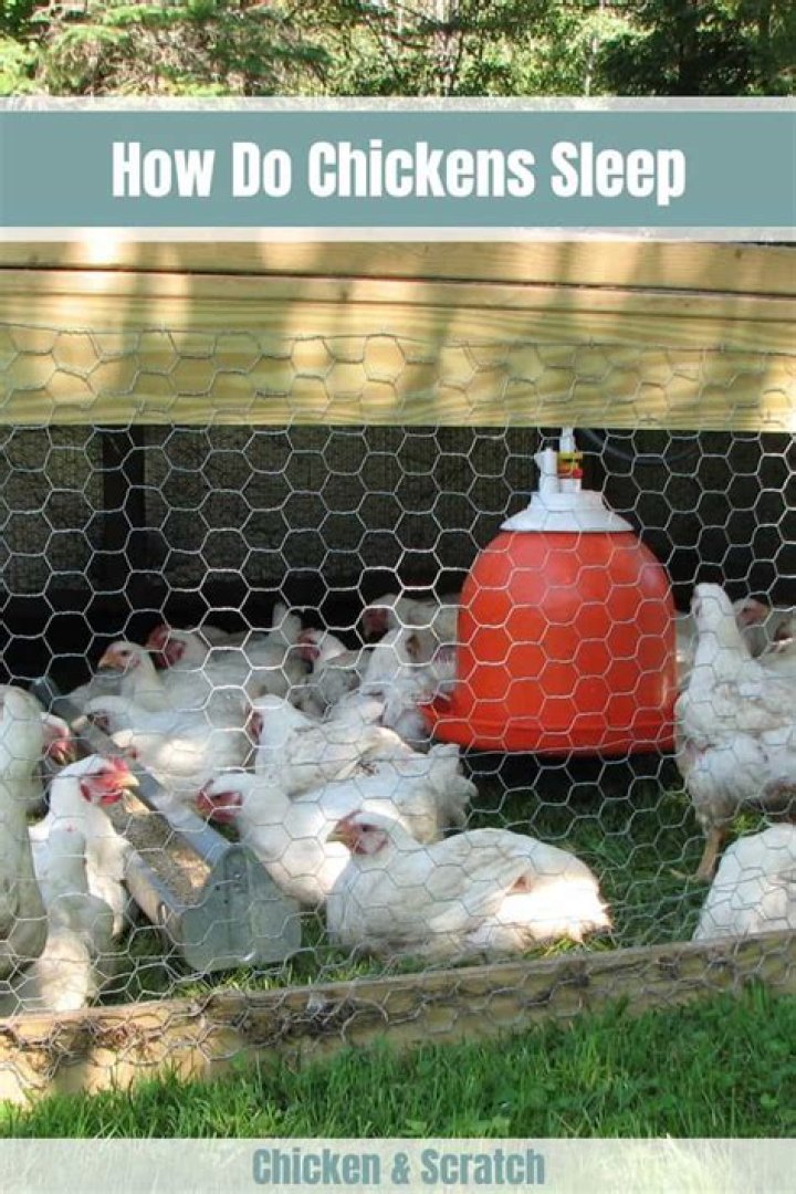 Where should chickens sleep at night?