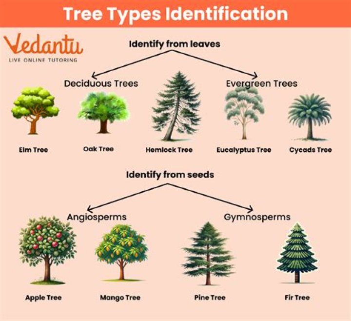 Which tree is called King of wood?