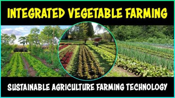 Which vegetable farming is more profitable?