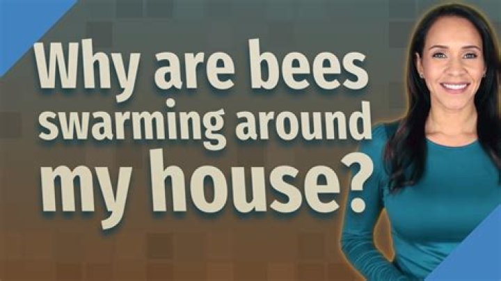 Why are bees swarming around my house?