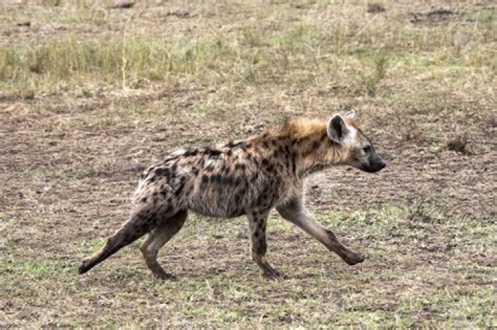 Why are hyenas back legs shorter?