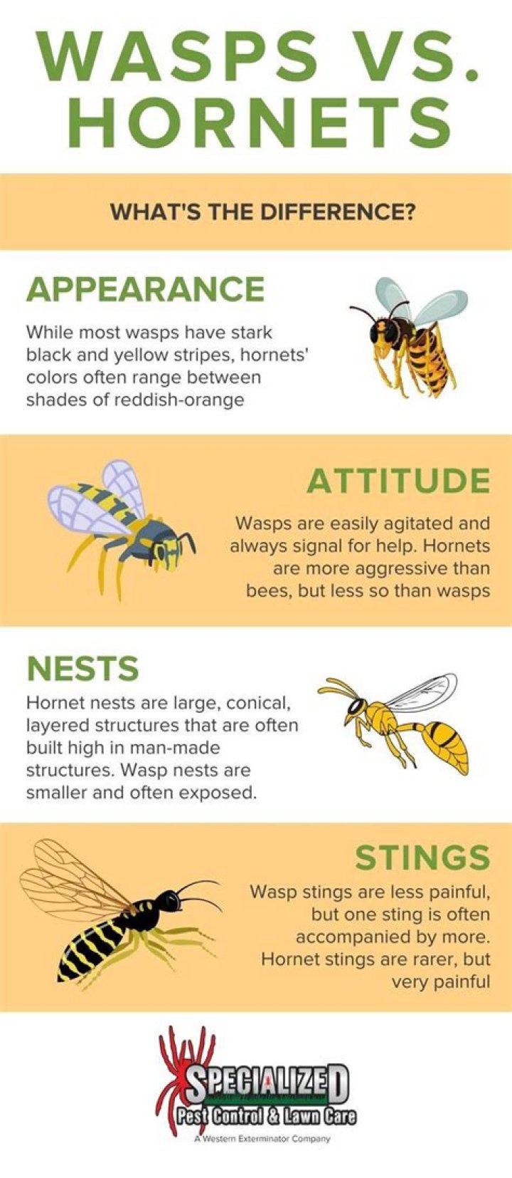 Why are wasps worse than bees?