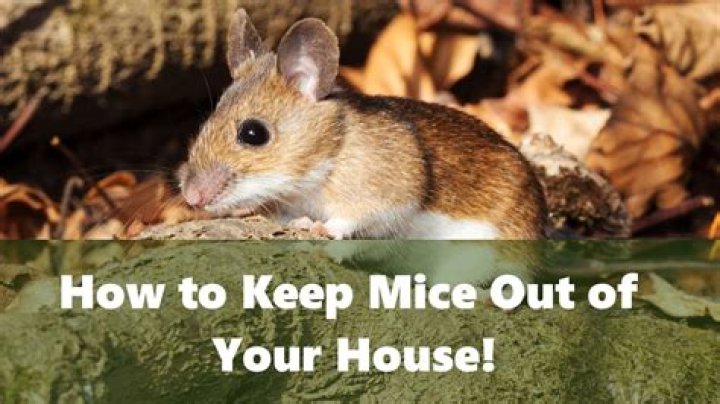 Why do mice keep coming in my house?
