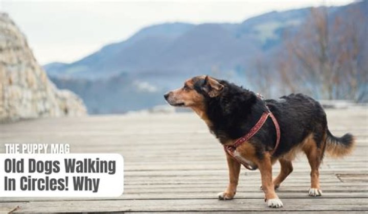 Why do senior dogs walk in circles?
