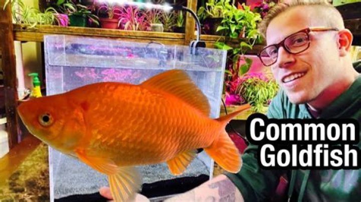 Why do we not eat goldfish?